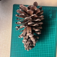 おおきな松ぼっくりの画像