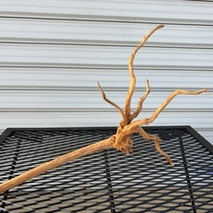 アクアリウム流木　各種500円の画像