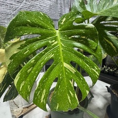 モンステラデリシオーサホワイトもんモンスターの画像