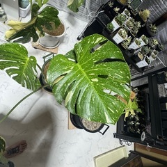 モンステラデリシオーサホワイトもんモンスターの画像