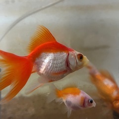 琉金（リュウキン）　金魚の画像