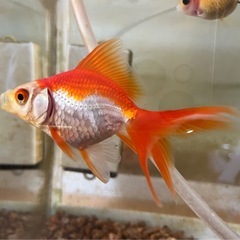 琉金（リュウキン）　金魚の画像