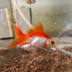 琉金（リュウキン）　金魚の画像