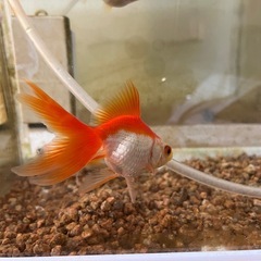 琉金（リュウキン）　金魚の画像