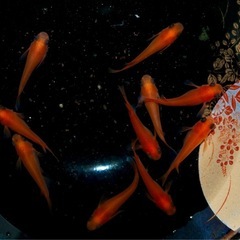 メダカ　楊貴妃出目パンダ　ショートタイプ　　5ペアの画像