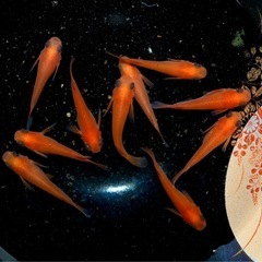 メダカ　楊貴妃出目パンダ　ショートタイプ　　5ペアの画像