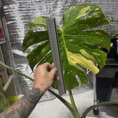 モンステラデリシオーサホワイトもんモンスターの画像