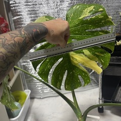 モンステラデリシオーサホワイトもんモンスターの画像