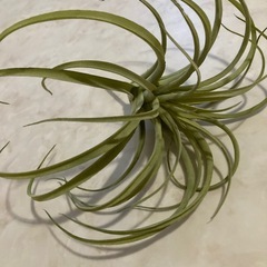 エアプラント　フェイクグリーン　アイアン　バスケット　セットの画像