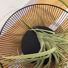 エアプラント　フェイクグリーン　アイアン　バスケット　セットの画像