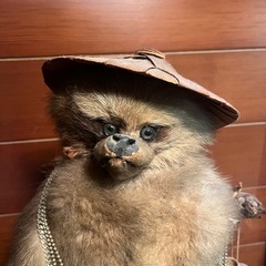 【縁起物】たぬきの剥製の画像