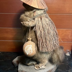 【縁起物】たぬきの剥製の画像