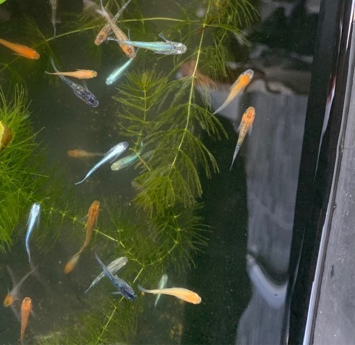お買い得！100匹8000円高級メダカも入れます！