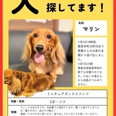 ミニチュアダックスフンド迷子