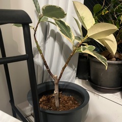 観葉植物の画像