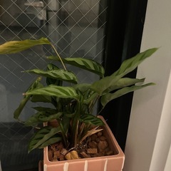 観葉植物の画像