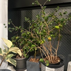 観葉植物の画像