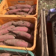 干し芋屋さんのさつまいも】　5コンテナから20kg 位　茨城県ひたちなか産 紅はるか 土付き わけあり品 2025年11月収穫 農家直送の画像
