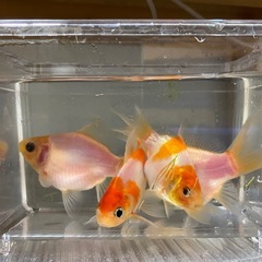 桜和金　大きめ4匹セットの画像