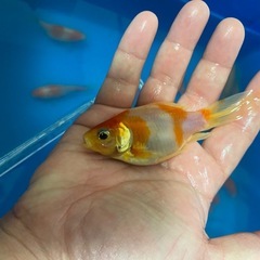 桜和金　大きめ4匹セットの画像