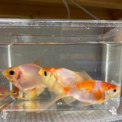 桜和金　大きめ4匹セットの画像