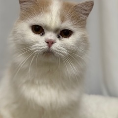 ブリード引退のスコティッシュストレート