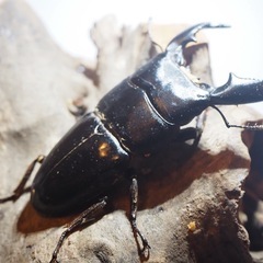 スマトラオオヒラタクワガタ　♂単品の画像