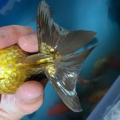 黒琉金　短尾の画像