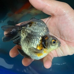 キャリコ玉サバ　の画像