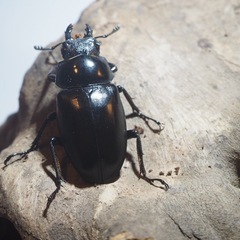 ギラファノコギリクワガタ　ペアの画像