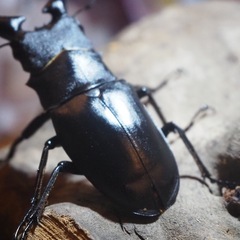 ギラファノコギリクワガタ　ペアの画像