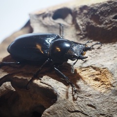 ギラファノコギリクワガタ　ペアの画像