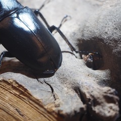 ギラファノコギリクワガタ　ペアの画像