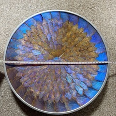 モルフォ蝶　壁掛け　壁飾りの画像