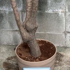 観葉植物　ユッカ　青年の木⑥の画像