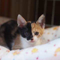 綺麗なサビ猫プリンちゃん