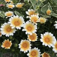 ガザニア　ビーストカナリアスマイル　3号ポット苗の画像