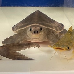 コロンビア　ウッドキャット20㌢超の画像