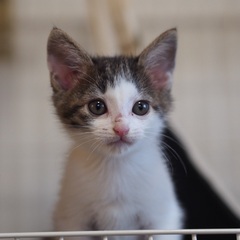 甘えん坊の白キジ　ムース君