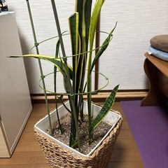サンスベリア植物の画像
