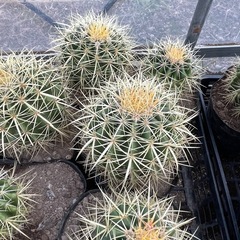 サボテン　金鯱の画像