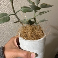 カランコエローズリーフの画像