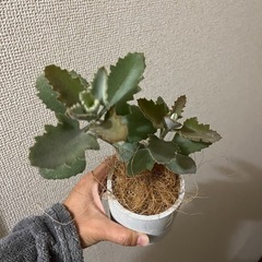 カランコエローズリーフの画像