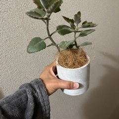 カランコエローズリーフの画像