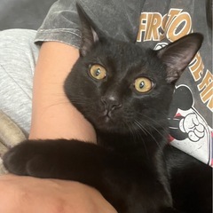 黒猫くん♂の里親を探しています。