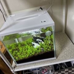 キューブ水槽 と青いエビ🦐の画像