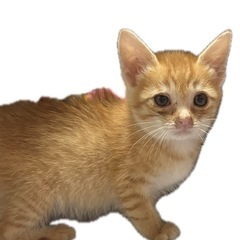 茶白 子猫🐱 姉妹です🐾