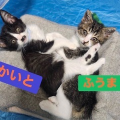 兄弟子猫2ヶ月✨【里親さん募集】