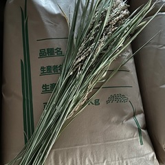 新米　お米　豊コシヒカリ　No.5の画像