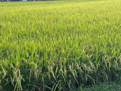 新米　お米　豊コシヒカリ　No.5